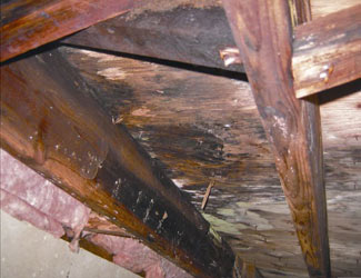 mold and rot in a Delaware crawl space
