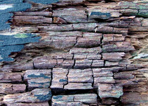 Dry rot damaging wood in Grove City