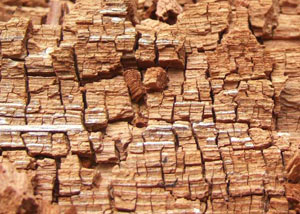 Wood severely damaged by dry rot damage in Chillicothe