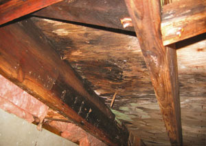 Extensive crawl space rot damage growing in Lucasville
