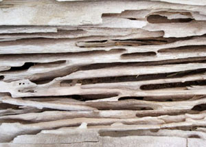 Carpenter ant tunnels and galleries in structural wood in a Lucasville home