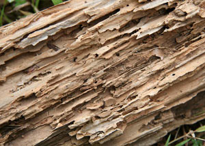 Termite-damaged wood showing rotting galleries outside of a Blacklick home