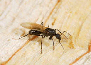 Closeup of a carpenter ant breeder in Hilliard