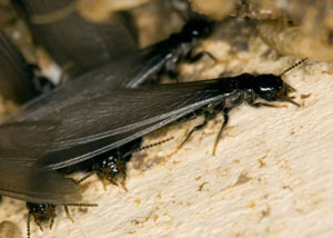 Closeup view of a termite new queen breeder in Pickerington